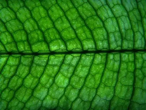 В чем разница между клетками животных и растений?