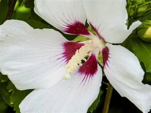 Hibiscus moscheutos имеет крупные цветки.