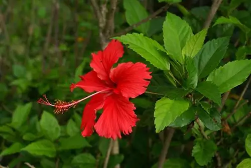 Hibiscus rosa sinensis имеет цветки различной окраски.
