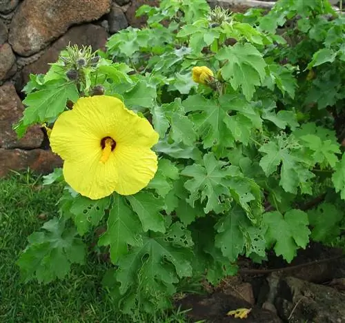 Hibiscus brackenridgei - тропический кустарник.
