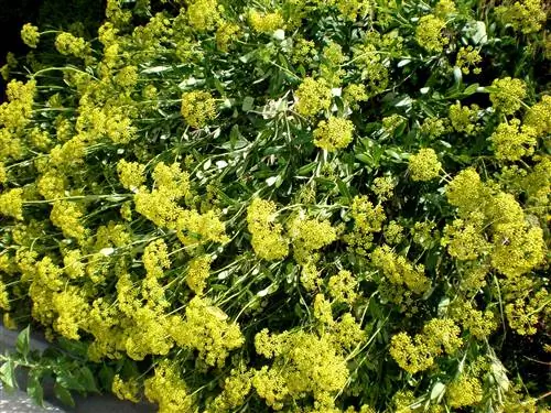 Иван-трава (Bupleurum fruticosum)