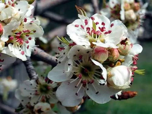Цветы Pyrus bourgaeana