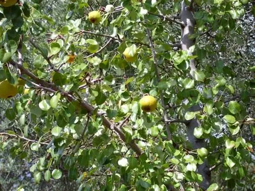 Вид на плоды Pyrus bourgaeana