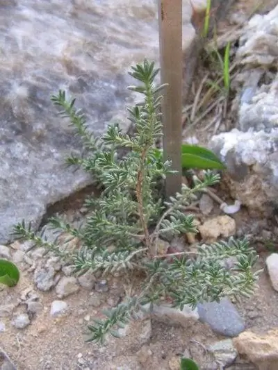 Вид на Fumana thymifolia