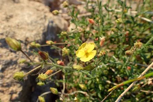 Тимьян мавританский (Fumana thymifolia)