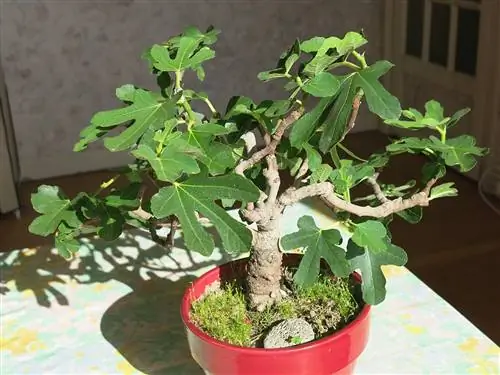 Уход за инжирным бонсай