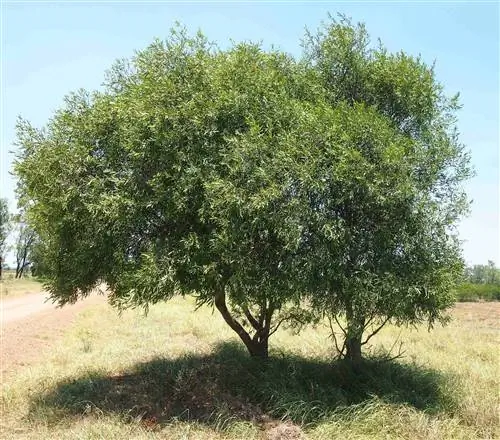 Acacia salicina - красивое садовое дерево.