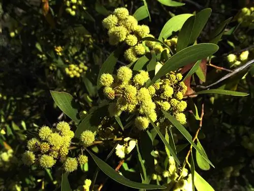 Acacia melanoxylon - очень большое дерево.