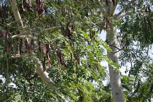 Albizia procera - быстрорастущее дерево.