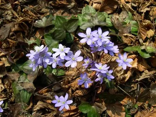 Тринити Трава (Anemone hepatica)