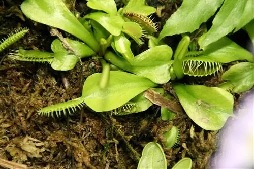 Dionaea muscipula - мелкий хищник.