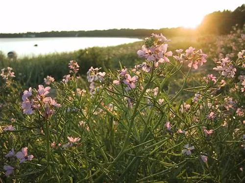Морская гусеница (Cakile maritima)