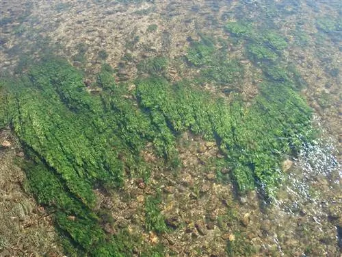 Существует много видов водорослей, и многие из них живут в пресной воде.