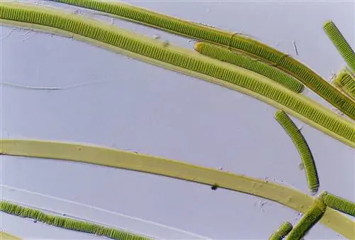 Цианобактерии - организмы, осуществляющие фотосинтез.