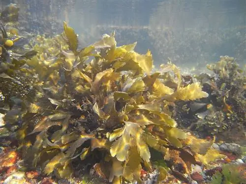 Бурые водоросли живут в море