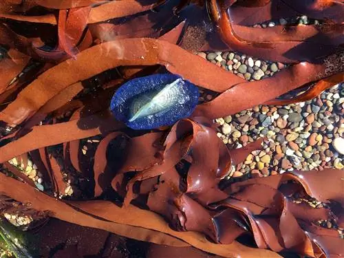 Красные водоросли очень красивые