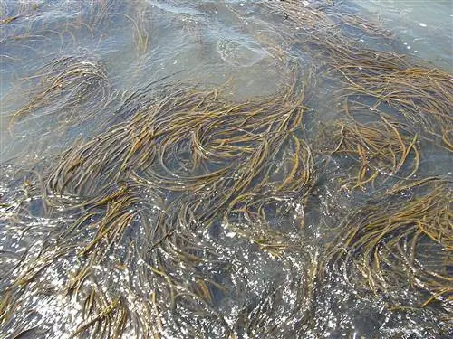 Морские спагетти - это морские водоросли.