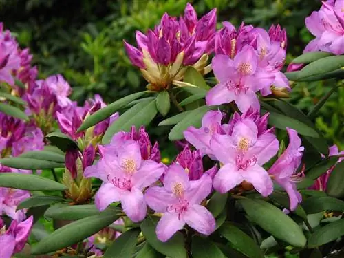 Rhododendron catawbiense - кустарник с розовыми цветками.