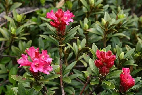 Rhododendron ferrugineum - многолетний кустарник.