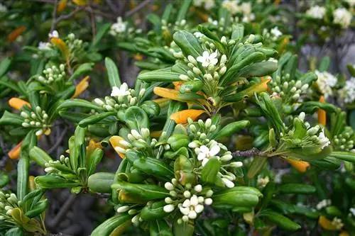 Pittosporum tobira - небольшое вечнозеленое дерево.