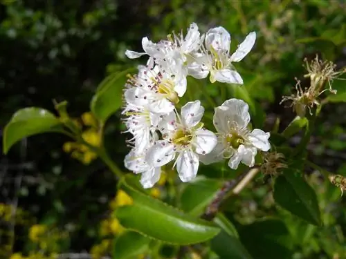Prunus mahaleb - листопадное дерево.