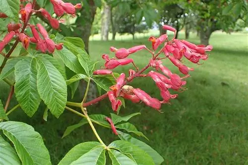 Aesculus pavia - листопадное дерево.