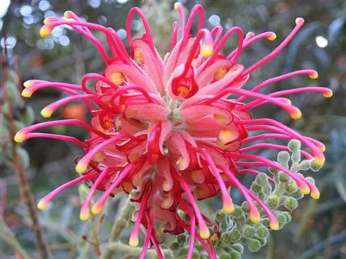 Цветок Grevillea Banksii красный.