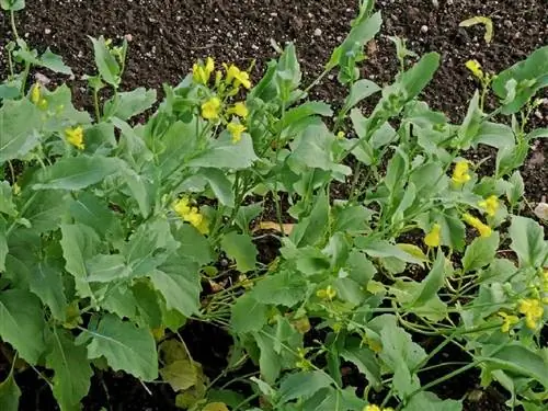 цветы растения Brassica napobrassica