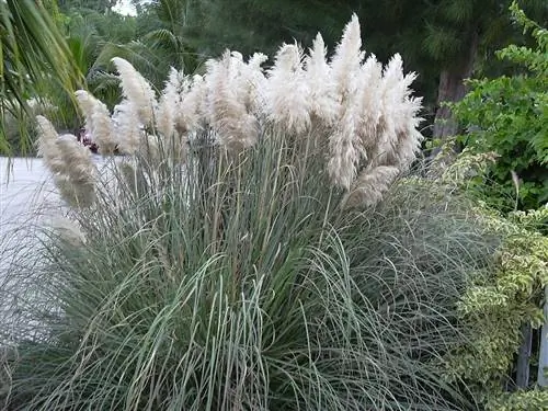 Cortaderia selloana - инвазивное растение.