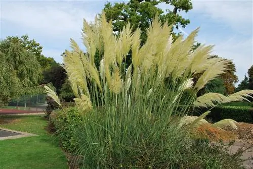Cortaderia Selloana хорошо смотрится в большом саду.