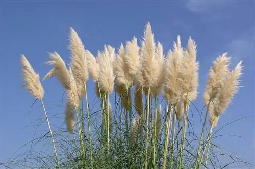 Инвазивные растения: Cortaderia selloana