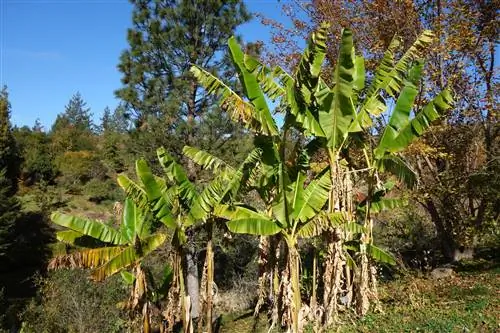 Группа Musa sikkimensis, одного из самых культивируемых устойчивых банановых деревьев.