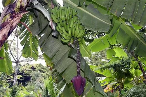 Бананы на Musa acuminata