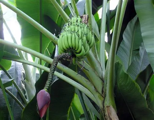 Бананы Musa balbisiana