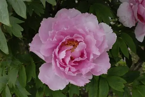 изображение розового цветка под названием Paeonia suffruticosa