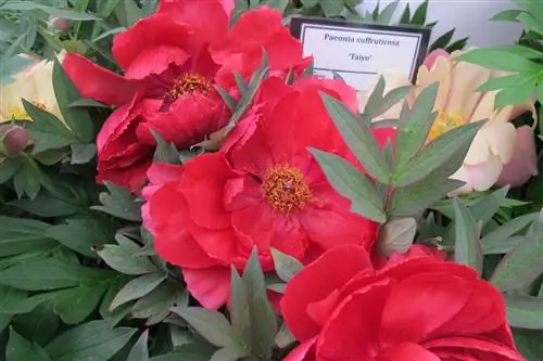 Пион или Paeonia suffruticosa