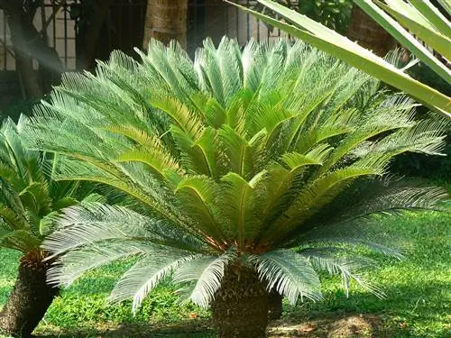 Встреча с Cycas revoluta, живым ископаемым