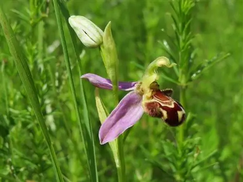 Пчелиная орхидея (Ophrys apifera)