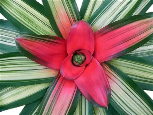 увеличенное изображение красного цветка Neoregelia Carolinae