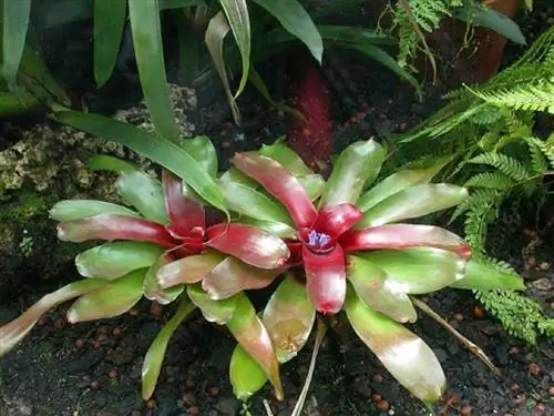 два растения Neoregelia Carolinae в саду