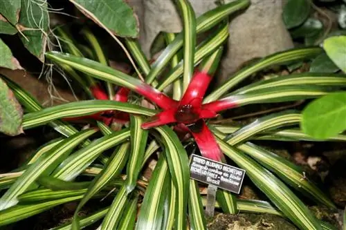 Неорегелия (Neoregelia carolinae)