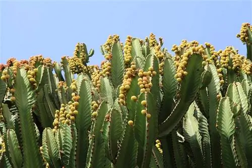 Euphorbia abyssinica с плодами на ветвях Euphorbia abyssinica с плодами на ветвях