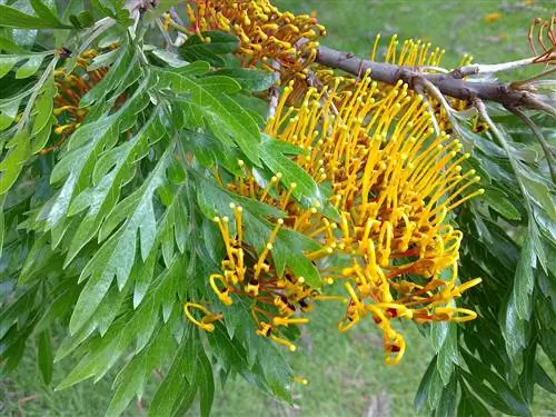 Grevillea robusta имеет желтые цветки