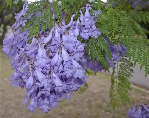 Jacaranda mimosifolia в цветке.