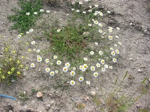 Anacyclus clavatus, который процветает в очень сухой почве с небольшим количеством влаги. Anacyclus clavatus, который процветает в очень сухой почве с небольшим количеством влаги.