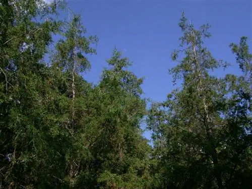 Вид на Cupressus lusitanica