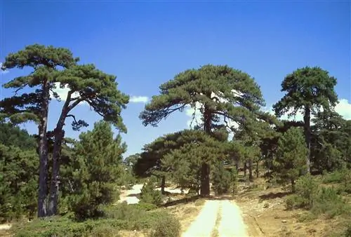 Pinus nigra - быстрорастущее хвойное дерево.