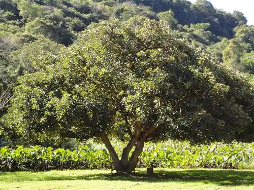 Erythrina caffra - листопадное дерево.