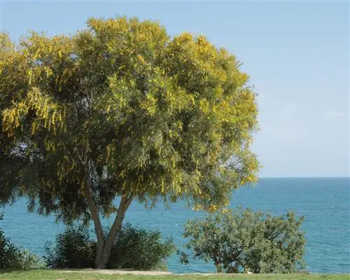 Вид на Acacia saligna