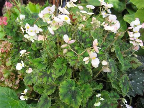 Бегония гибридная (Begonia cleopatra)